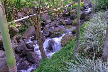 stream in the forest