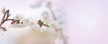 Natural Background With A Branch Of Blossoming Apricots Selective Focus And Open Aperture There Is A Place For Text