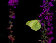 Gonepteryx rhamni, yellow butterfly on sering plant with a black background