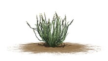 Sagebrush Bush On Sand Area - Isolated On White Background - 3D Illustration