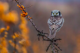 Fototapeta  - Sowa jarzębata (Northern hawk Owl) Surnia ulula