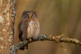 Fototapeta  - Sóweczka (Pygmy owl) Glaucidium passerinum