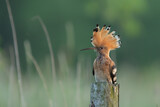 Dudek (Upupa epopee) hoopoe