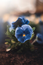 Close-up Of A Single Blue Pansy Flower Against Peach Colored Soft, Blurred Background With Bokeh. Orange Flower Center, Swirled Vintage-like Bokeh Around The Edges