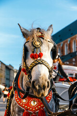 Wall Mural - Decorated horses for riding tourists in a carriage, Krakow, Poland