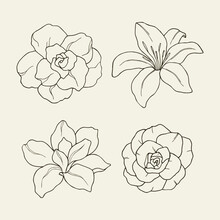 Set Of Hand Drawn Gardenia, Lily, Magnolia, Camellia
