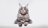 Fototapeta Koty - Funny large longhair gray kitten with beautiful big blue eyes. Lovely fluffy cat Maine Coon breed lying on white table. Free space for text.
