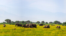 Wild African Elephants In Queen Elizabeth National Park Uganda