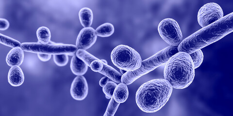 Poster - Candida tropicalis yeasts