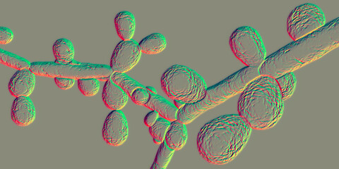 Poster - Candida tropicalis yeasts