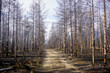 Old burnt trees in the taiga