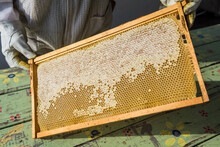Urban Beekeeper Holding Frame With Capped Honey