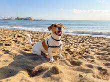 Happy Jack Russell Dog On The Sunny Beach