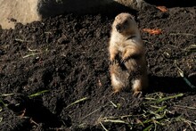 Black-tailed Prairie Dog In The Zoo