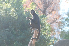 Black-handed Spider Monkey In The Zoo