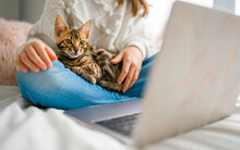 Bengal Cat With Child On Computers Sit Bed At Home