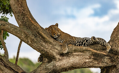 Poster - Leopard in a tree in Africa 