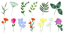 Flowers And Leaves. Set Of Vector Illustrations With Wild Flowers