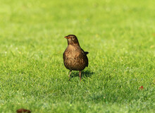 Female Blackbird On Green Grass