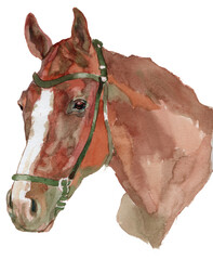 Wall Mural - The horse watercolor portrait