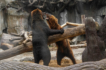 Two brown bears playing with each other