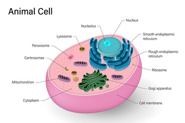 Poster - Animal cell structure. Anatomy of animal cell. Cell biology.