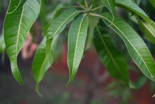 Cluster Of Mango Tree Leaves 