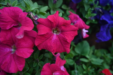 Wall Mural - red hibiscus flower