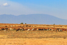 Herd Of Zebu Cattles On A Pasture In Tanzania