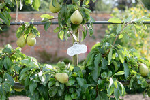 English Walled Garden, Pears, Summertime