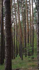  forest flowers and trees