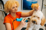 Fototapeta Zwierzęta - Close-up of female groomer cutting obedient curly dog Labradoodle by haircut machine for animals at table in grooming salon. Purebred labrador retriever pet getting haircut with shaving machine.
