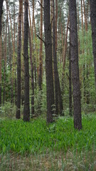  forest cloudy day lake and green grass