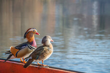 A Pair Of Mandarin Ducks (Aix Galericulata) Are Sitting On A Railing And Are Watching. Focus On The Left Duck.