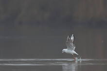 Laughing Gull Chroicocephalus Ridibundus In Acrobatic Flight On A Pond