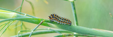 Caterpillar Of An Old World Swallowtail, Papilio Machaon On A Fennel Stem
