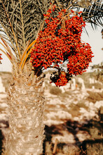 Unripe Date Growing On Palm, Phoenix Arecaceae.