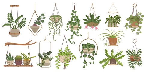 Hanging plants, indoor potted houseplants in macrame hangers. Home plant in handmade hanger, house interior decor elements vector set. Floral bloom and foliage decoration for home and office