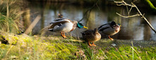 Three Ducks Resting By The Lakeside One Male 2 Female Water Birds