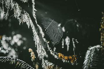 Wall Mural - Spiderweb in the sun in the forest 