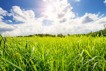 fresh green grass background in sunny spring day