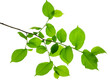 Twigs with beautiful green leaves isolated on a white background. Botanical element for decoration.template for design
