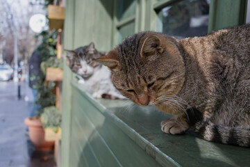 Sleepy stray cats sitting on the window sill. 