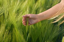 Green Wheat Ear In The Palm Of Your Hand,