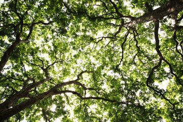 Wall Mural - london plane tree green leaf canopy background with a looking up diminishing perspective, stock phot
