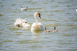 A pair of mute swans, Cygnus olor, swimming on a lake with its new born baby cygnets. Mute swan protects its small offspring. Gray, fluffy new born baby cygnets.