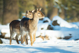 Fototapeta  - Fallow deer (Dama dama), with beautiful white coloured background. Amazing  mammal with brown hair in the snow. Winter wildlife scene from nature, Czech Republic