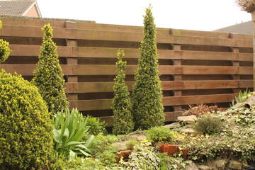 Wall Mural - two conical clipped green boxwood shrubs in front of a wooden fence in the garden in springtime