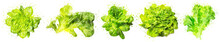 Salad Lettuce Watercolor Hand Drawn On White Background