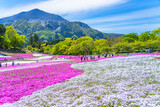 Fototapeta Tulipany - 日本の春 埼玉県秩父 羊山公園の芝桜と武甲山の風景